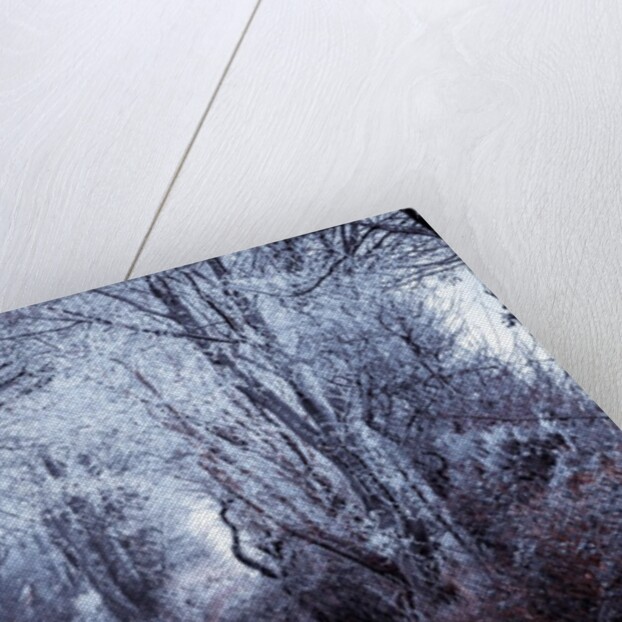 Frosted road through forest by Assaf Frank